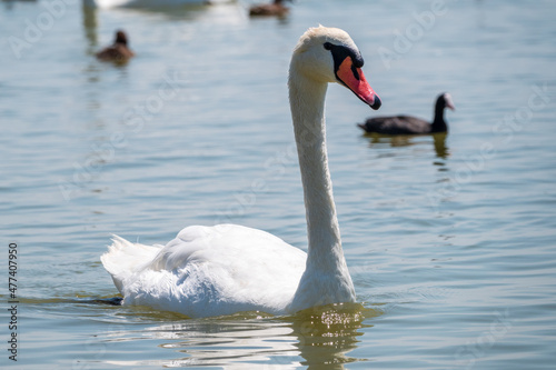 Graceful white Swan swimming in the lake  swans in the wild. Portrait of a white swan swimming on a lake.