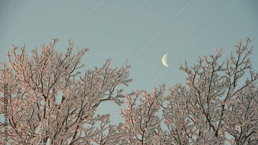 Incredibly beautiful and large frost adorned the fields and trees. Amazing 4k video about the beauty of winter, sunrise in nature. Abstract views of winter, landscape, landscape. Frost and snowy plant Incredibly beautiful and large frost adorned the fields and trees. Amazing 4k video about the beauty of winter, sunrise in nature. Abstract views of winter, landscape, landscape. Frost and snowy plant