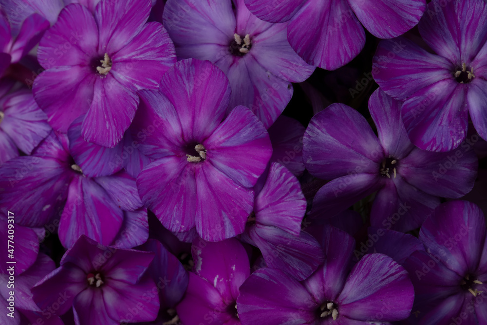 Beautiful flowers. Purple and white phlox close-up.