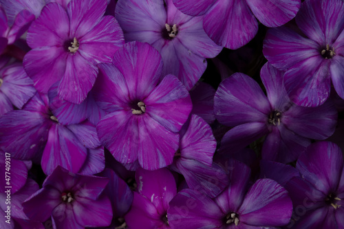 Beautiful flowers. Purple and white phlox close-up. © Светлана Лазаренко