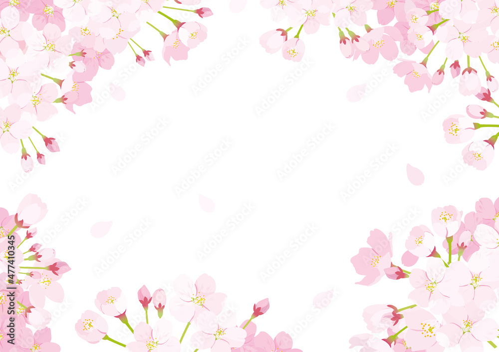 桜　背景イラスト