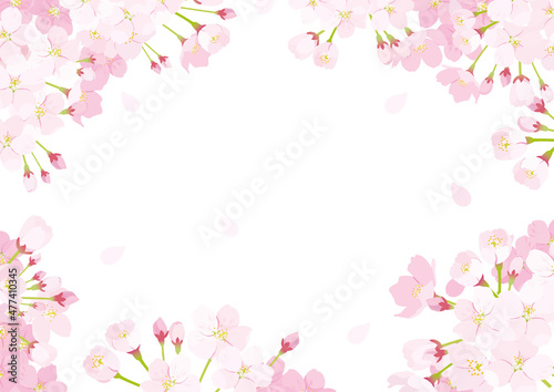 桜 背景イラスト