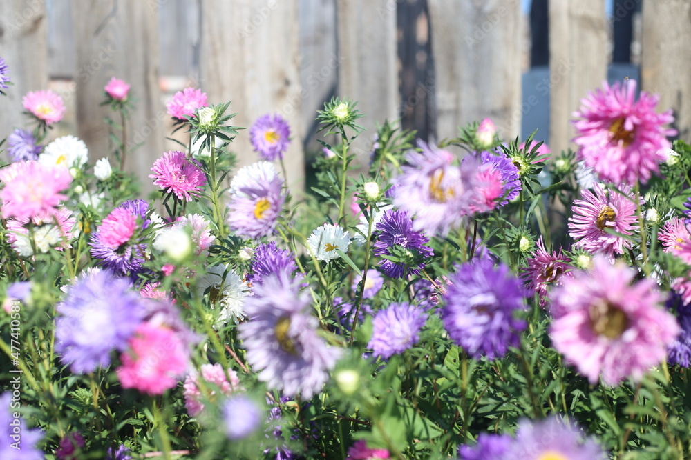 Obraz premium flowers on wooden fence