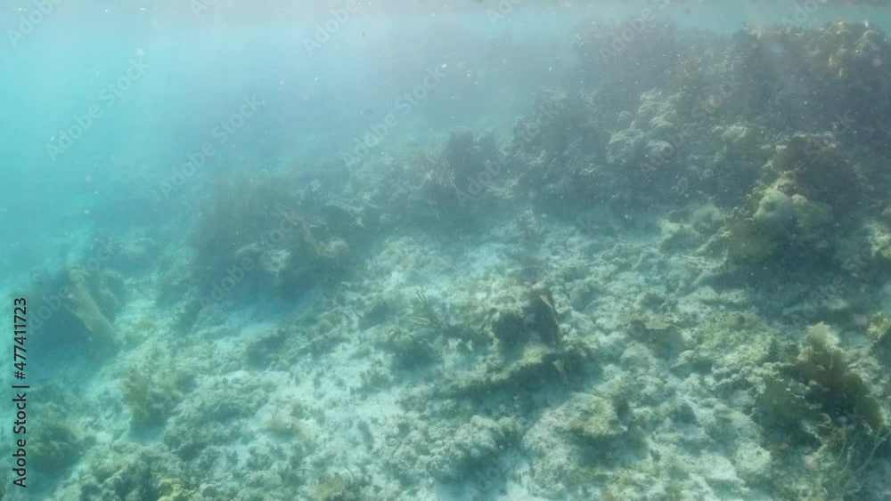 Tropical reef fish and reef very close to the surface in the British Virgin Islands Tropical reef fish and reef very close to the surface in the British Virgin Islands