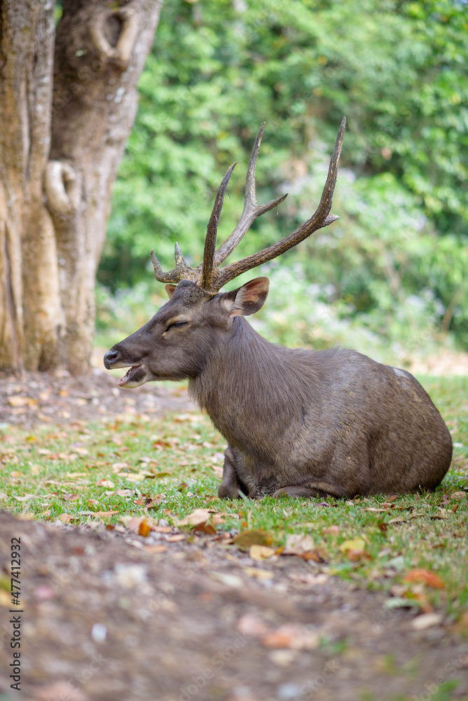 Sambar Deer Ruminant in nature reserve