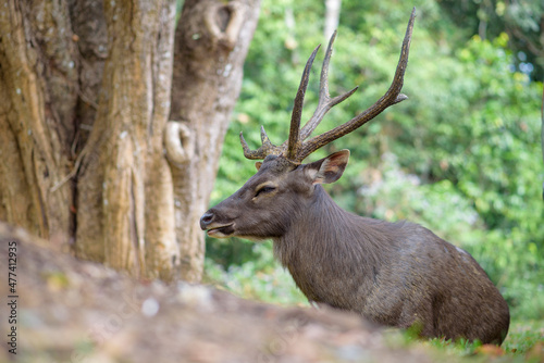 Fototapeta Naklejka Na Ścianę i Meble -  Sambar Deer Ruminant in nature reserve