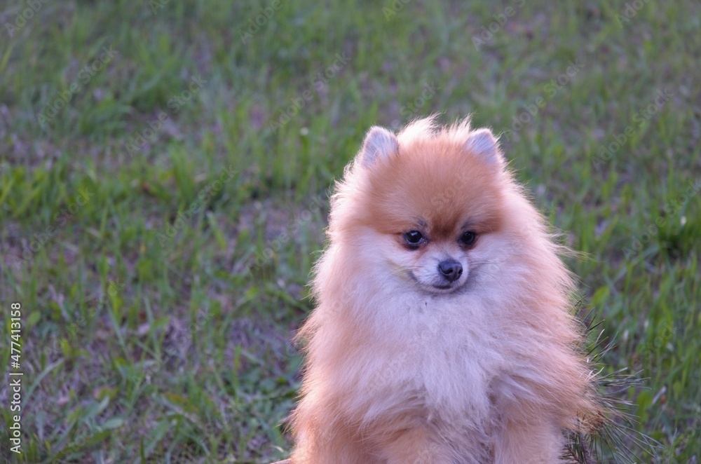 small dog red spitz looks away, minimalism small dog red spitz looks away, minimalism