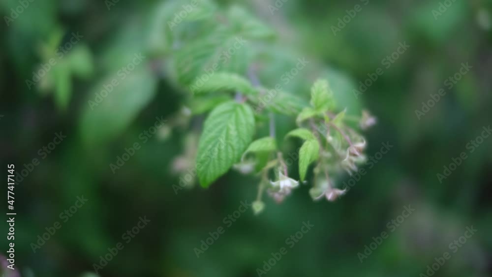 A close up shot of a branch with beautiful green leaves and tiny budding flowers A close up shot of a branch with beautiful green leaves and tiny budding flowers