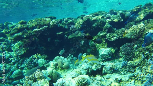Toothed Surgeonfish (Ctenochaetus striatus). Underwater life on the coral reef in red sea photo