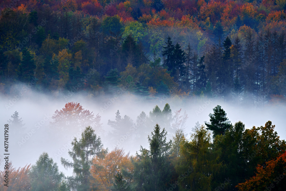 Czech typical autumn landscape. Hills and forest with foggy morning. Morning fall valley of Bohemian Switzerland park, Ceske Svycarsko, wild Europe. Fog in landscape, fall orange trees.
