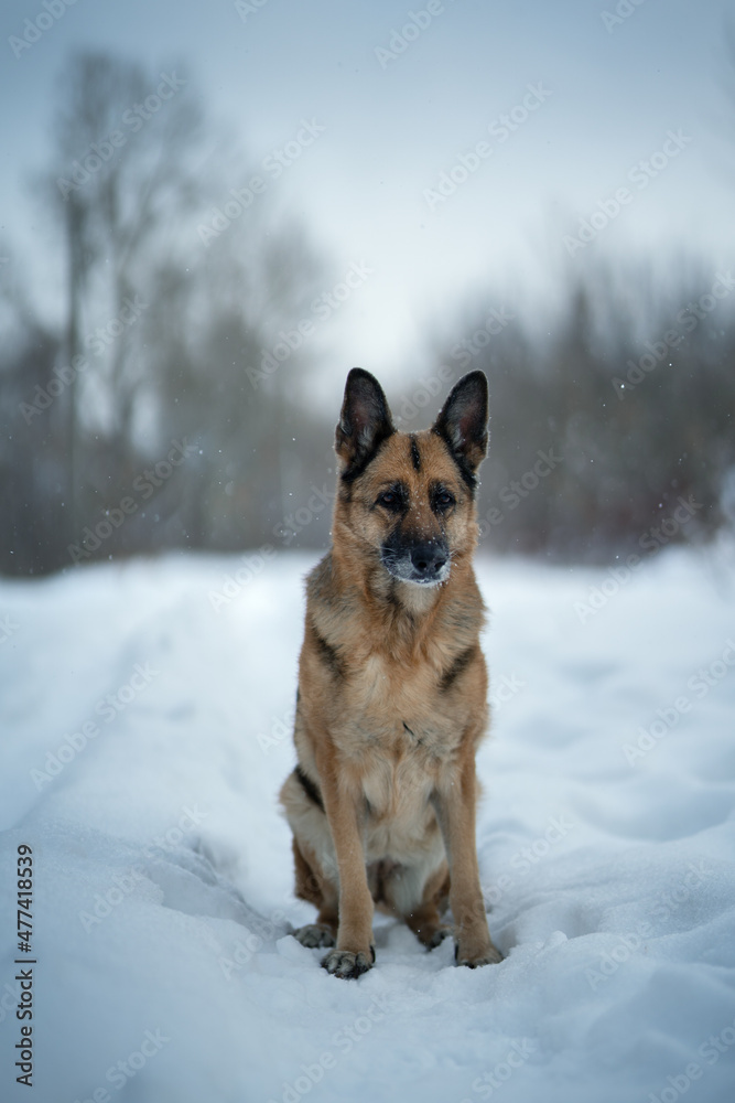 Naklejka premium German shepherd outdoors