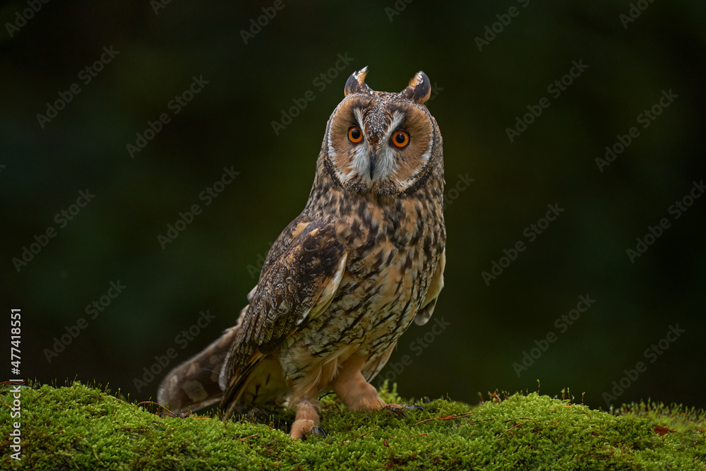 Asio otus, Long-eared Owl sitting in green vegetation in the fallen larch forest during dark day. Wildlife scene from the nature habitat. Face portrait with orange eyes, Poland, Europe. Asio otus, Long-eared Owl sitting in green vegetation in the fallen larch forest during dark day. Wildlife scene from the nature habitat. Face portrait with orange eyes, Poland, Europe.