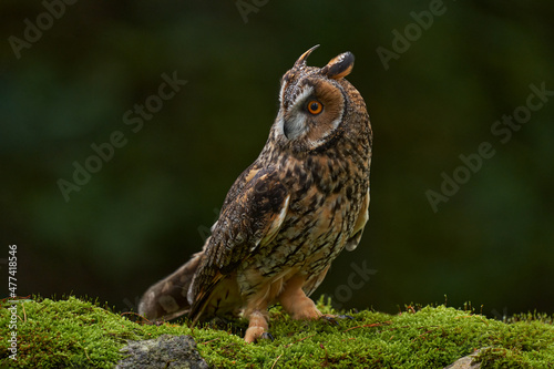 Asio otus, Long-eared Owl sitting in green vegetation in the fallen larch forest during dark day. Wildlife scene from the nature habitat.  Face portrait with orange eyes, Poland, Europe. photo