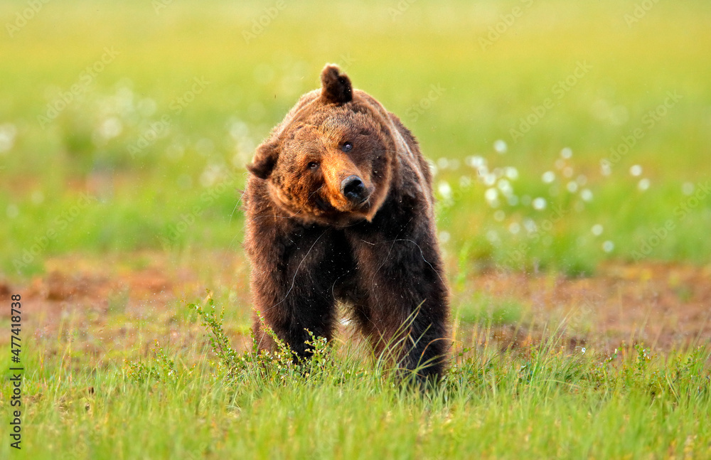 Brown bear walking in forest, morning light. Dangerous animal in nature taiga and meadow habitat. Wildlife scene from Finland near Russian border. Cotton grass bloom around the lake, summer.