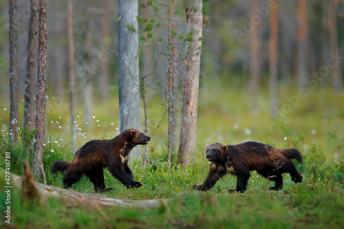 Russia wildlife. Wolverine running  with catch in taiga. Wildlife scene from nature. Rare animal from north of Europe. Wild wolverine in summer grass. Wildlife Europe.