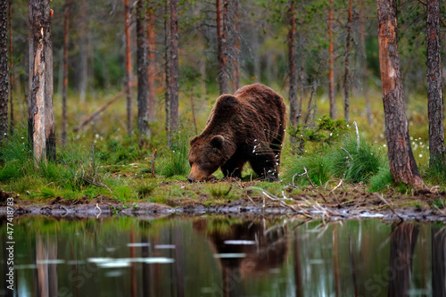 Bear hidden in summer forest. Autumn trees with bear. Beautiful brown bear walking around lake, fall colours. Big danger animal in habitat. Wildlife scene from nature, Russia.