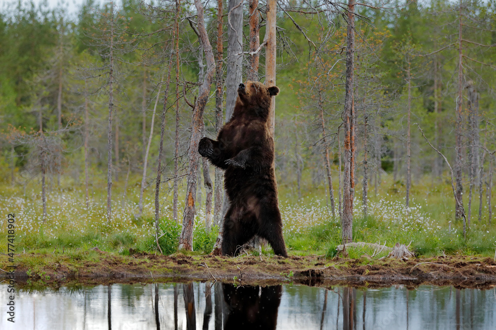 Bear with summer forest, wide angle with habitat. Beautiful brown bear walking around lake, fall colours. Big danger animal in habitat. Wildlife scene from nature, Russia. Bear with summer forest, wide angle with habitat. Beautiful brown bear walking around lake, fall colours. Big danger animal in habitat. Wildlife scene from nature, Russia.