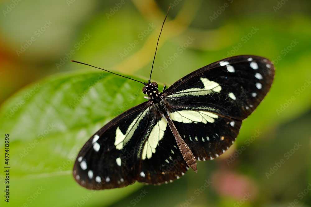 Heliconius, beautiful insect sitting on the green leave in the nature. Butterfly, wildlife nature. Heliconius atthis, the false zebra longwing, butterfly from Mexico in Central America. Heliconius, beautiful insect sitting on the green leave in the nature. Butterfly, wildlife nature. Heliconius atthis, the false zebra longwing, butterfly from Mexico in Central America.