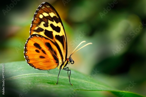 Photography Heliconius ismenius, butterfly  in nature habitat