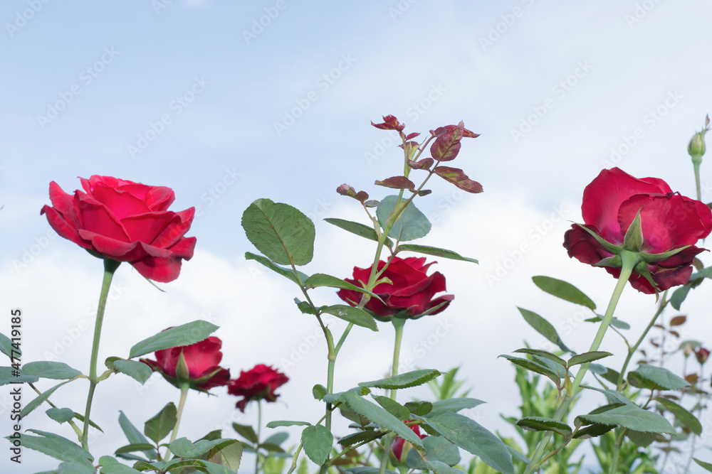 Fototapeta premium A group of rose flowers blooms in cloud haze, fog background.