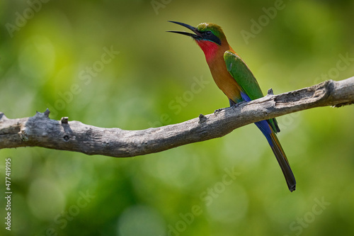Uganda wildlife. Red-throated bee-eater, Merops bulocki, green red bird sitting on the branch in the nature habitat. Bee-eater in forest, Victoria Nile,  Murchison Falls NP in Uganda. Bird from Africa photo