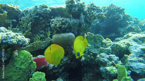 butterfly fish (Heniochus intermedius) close up in the red sea slow mo photo