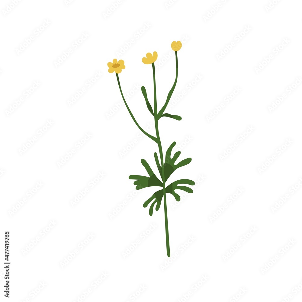 Tall giant common buttercup flower. Meadow floral plant on stem with leaves. Botanical drawing of wild blooming herb. Botany flat vector illustration of Ranunculus acris isolated on white background