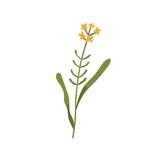 Blooming wallflower. Wild floral plant. Botanical drawing of Erysimum herb. Delicate field inflorescence on stem with leaves. Botany flat vector illustration isolated on white background