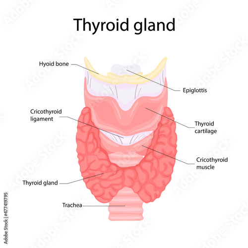 Anatomy of the thyroid and trachea. Human body organs anatomy icon. Medical concept.