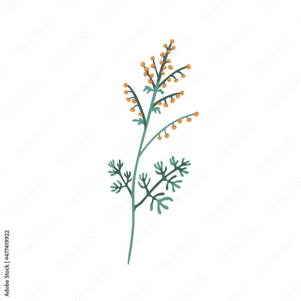 Mugwort plant. Sagebrush floral herb with flowers and leaves. Botanical drawing of wild field wormwood. Botany flat vector illustration of blooming Artemisia isolated on white background