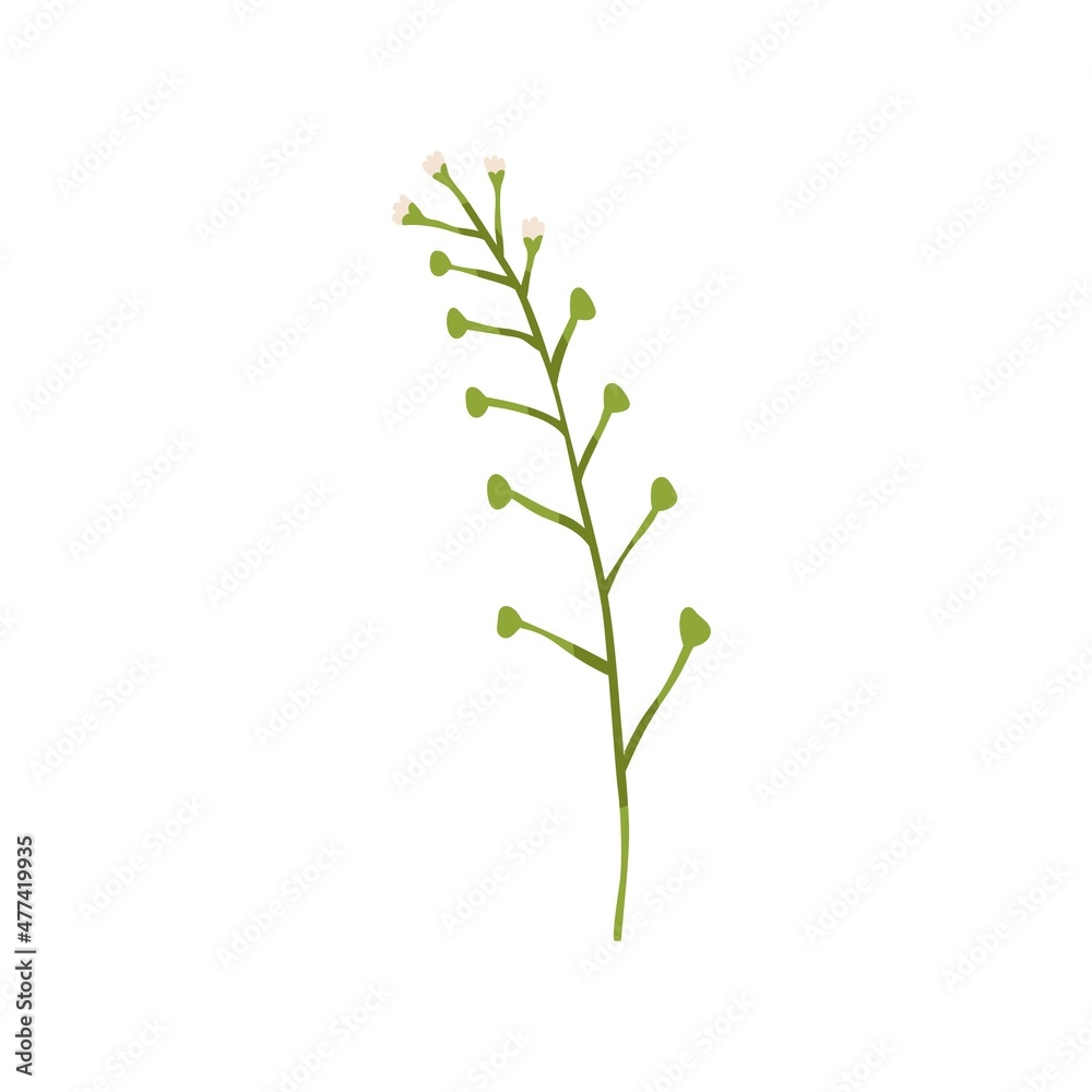 Naklejka premium Capsella rubella, blooming plant. Botanical drawing of field floral herb with flower buds. Wild meadow herbaceous florescence. Flat vector illustration isolated on white background