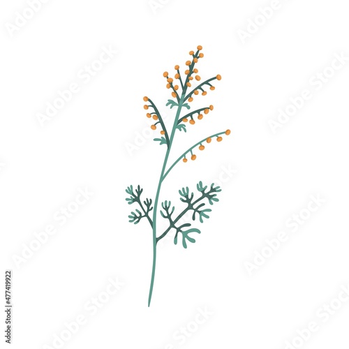 Mugwort plant. Sagebrush floral herb with flowers and leaves. Botanical drawing of wild field wormwood. Botany flat vector illustration of blooming Artemisia isolated on white background photo