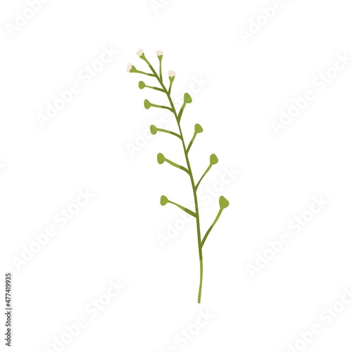 Fototapeta Naklejka Na Ścianę i Meble -  Capsella rubella, blooming plant. Botanical drawing of field floral herb with flower buds. Wild meadow herbaceous florescence. Flat vector illustration isolated on white background