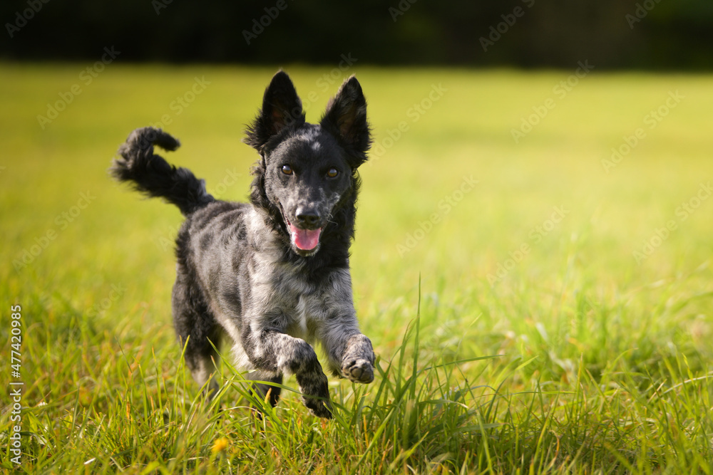 Puppy of the mudi is running in the grass. It is autumn portret. Puppy of the mudi is running in the grass. It is autumn portret.