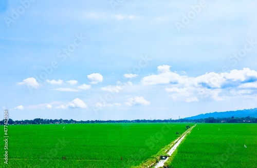 green field and sky