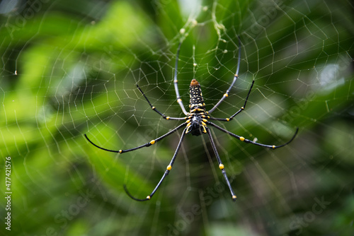 Close-up shot of a spider on the cobweb in bokeh background.