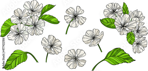 Pear flowers and leaves isolated on white. Hand drawn line vector illustration. Eps 10 