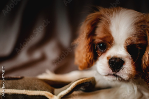 Portrait of a cute baby King Charles Spaniel © landscapeaway