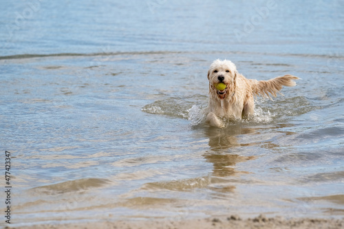Labradoodle dog runs out of the water with a yellow ball in its mouth. White curly dog has one paw above the water. Water droplets leak from its beak and tail © Dasya - Dasya