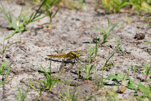 Colorful dragonfly on a sandy path. looks straight into the camera, detailed head. Isolated on natural background