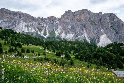 Blooming flowers in the dolomites