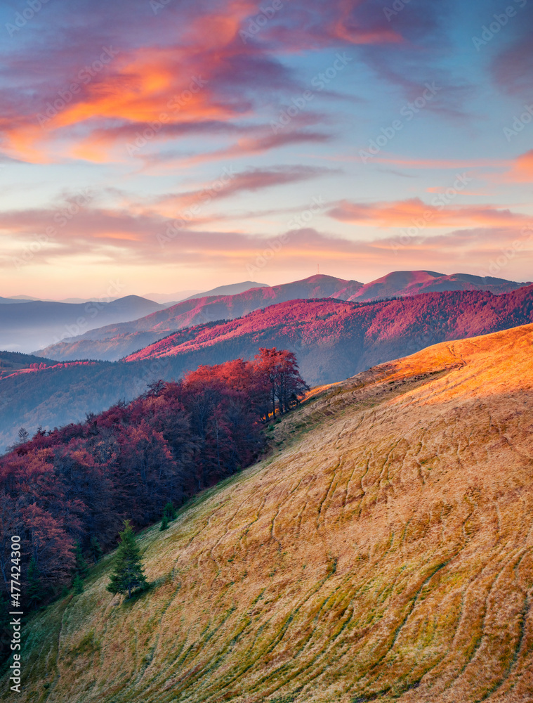 Obraz premium Yellow slopes in Carpathian mountains. Colorful autumn sunrise in mountain valley. Beauty of nature concept background..