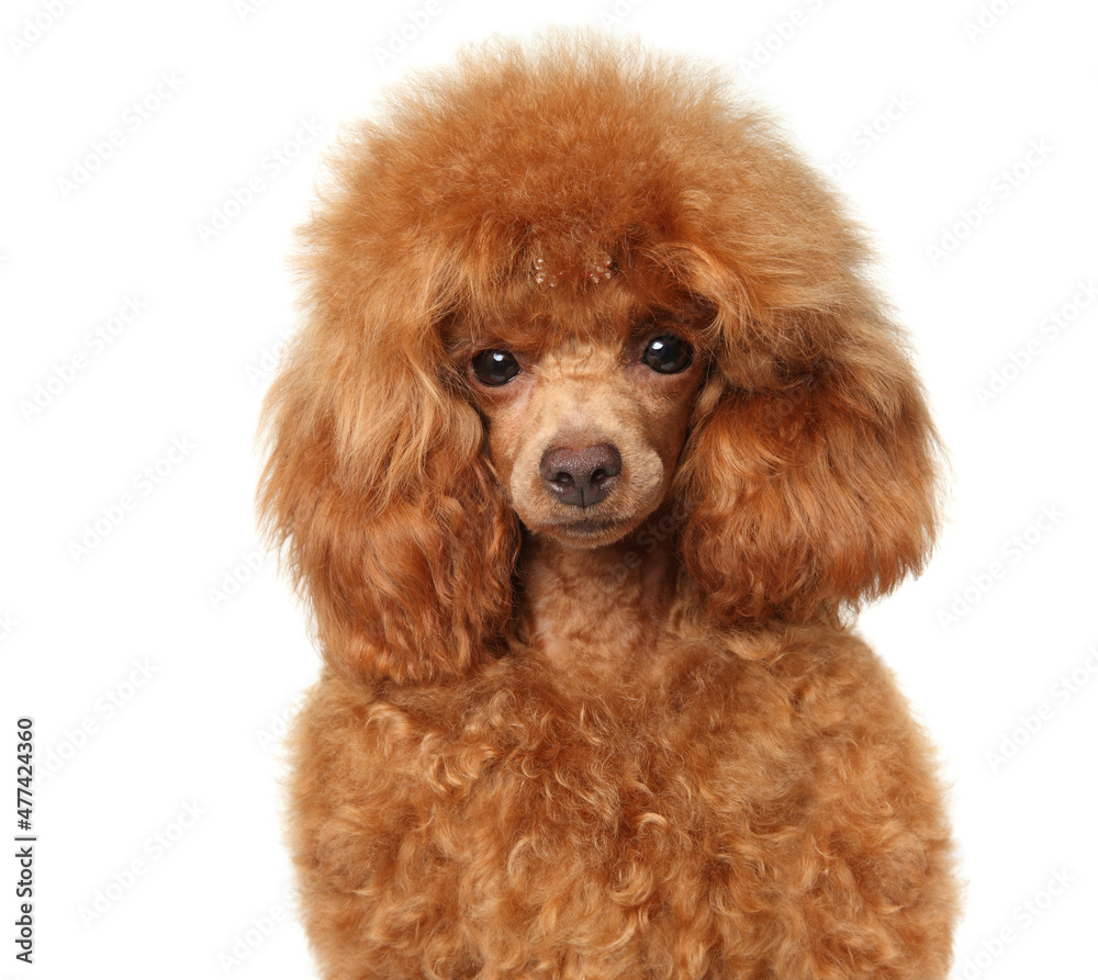 Close-up of Toy Poodle puppy