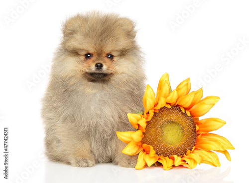Pomeranian puppy sits near a sunflower