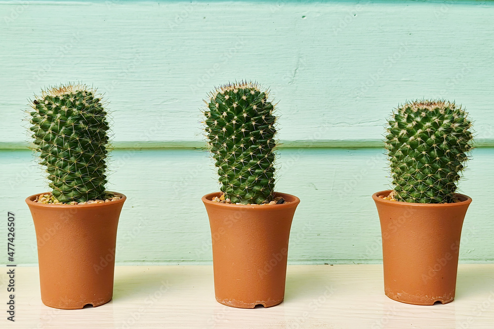 Green growth cactus in small group pod set on table with wood wall background