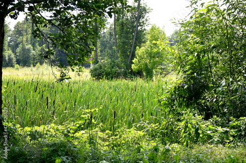 A view of a vast field or meadow full of trees, shrubs, greenery and herbs with some rural buildings located in the distance seen on a sunny summer day on a Polish countryside during a hike
