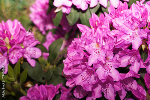  Rhododendron blooming flowers in the garden. Springtime, summertime. Pink or purple azalea blossoms. Pacific rhododendron or California rosebay evergreen shrub. Spring flowers background. © Irene