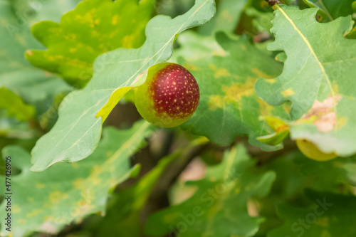 Canvas Print Round red and green deleterious gall on oak tree leaf