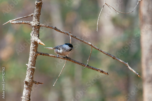 bird in forest