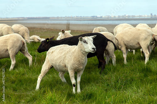 Dutch polder landscape with grazing and lying sheep on a green grass dyke